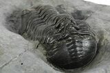 Morocconites Trilobite Fossil - Ofaten, Morocco #347295-4